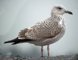 Image result for Larus cachinnans