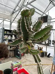 Attēlu rezultāti vaicājumam “Chara polyacantha”