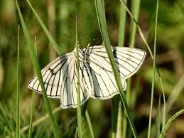 Attēlu rezultāti vaicājumam “Siona lineata”