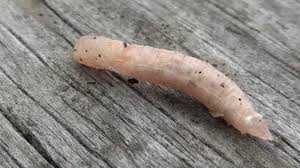 Attēlu rezultāti vaicājumam “Tipulidae larva”