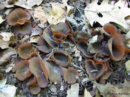 Attēlu rezultāti vaicājumam “Peziza badia”