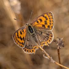 Attēlu rezultāti vaicājumam “Lycaena tityrus underside”