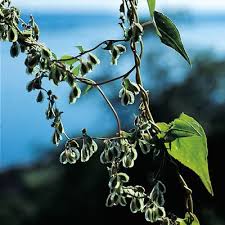 Attēlu rezultāti vaicājumam “Fallopia dumetorum”