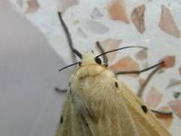 Attēlu rezultāti vaicājumam “Spilosoma sp.”