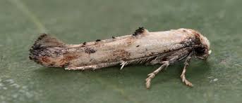 Attēlu rezultāti vaicājumam “Epermeniidae”