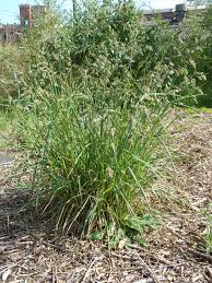 Attēlu rezultāti vaicājumam “Dactylis polygama”