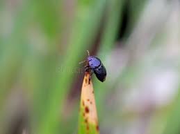 Attēlu rezultāti vaicājumam “Cydnidae”
