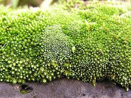 Attēlu rezultāti vaicājumam “Bryum pallens sporophyte”