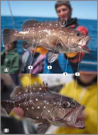 Image result for Hyporthodus niveatus