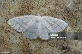 Attēlu rezultāti vaicājumam “Cabera pusaria”