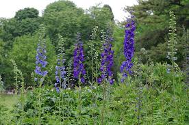 Attēlu rezultāti vaicājumam “Delphinium elatum  fruit”