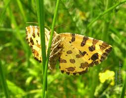Attēlu rezultāti vaicājumam “Pseudopanthera macularia”