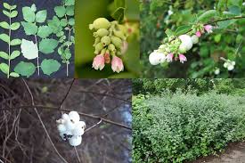 Attēlu rezultāti vaicājumam “Symphoricarpos albus fruit”