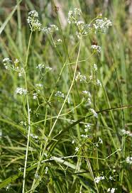 Attēlu rezultāti vaicājumam “Galium elongatum flower”