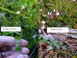 Attēlu rezultāti vaicājumam “Oxycoccus leaf”