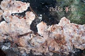 Attēlu rezultāti vaicājumam “Sarcoporia polyspora”