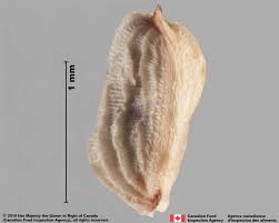 Attēlu rezultāti vaicājumam “Odontites vulgaris fruit”