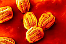 Attēlu rezultāti vaicājumam “Primula veris fruit”