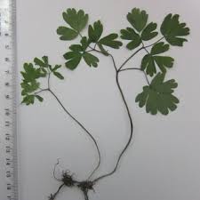 Attēlu rezultāti vaicājumam “Isopyrum thalictroides leaf”