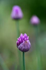 Attēlu rezultāti vaicājumam “Allium schoenoprasum bud”