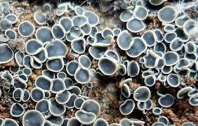 Attēlu rezultāti vaicājumam “Mollisia cinerea”