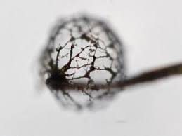 Attēlu rezultāti vaicājumam “Cribraria purpurea macro”