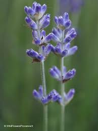 Attēlu rezultāti vaicājumam “Lavandula angustifolia flower”