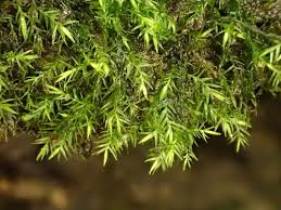 Attēlu rezultāti vaicājumam “Rhynchostegiella tenella macro”