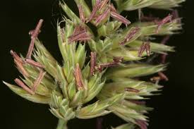 Attēlu rezultāti vaicājumam “Dactylis glomerata subsp. glomerata”