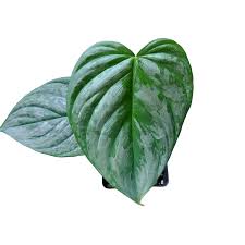 Attēlu rezultāti vaicājumam “Didymium verrucisporum”