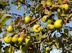 Attēlu rezultāti vaicājumam “Malus sylvestris”
