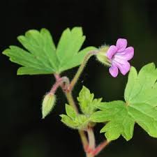 Attēlu rezultāti vaicājumam “Geranium bohemicum bud”