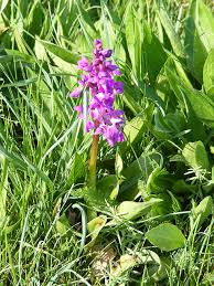 Attēlu rezultāti vaicājumam “Orchis mascula leaf”