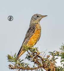 Image result for Monticola saxatilis