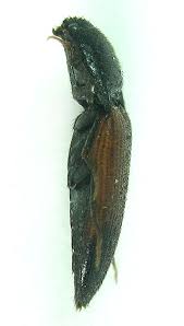 Attēlu rezultāti vaicājumam “Ampedus balteatus”