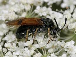 Attēlu rezultāti vaicājumam “Arge ustulata”