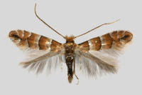 Attēlu rezultāti vaicājumam “Phyllonorycter nicellii”