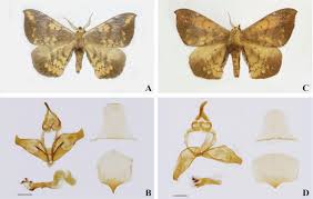 Attēlu rezultāti vaicājumam “Endromidae”