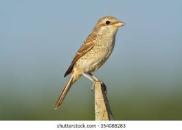 Attēlu rezultāti vaicājumam “Lanius collurio juvenile”