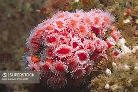 ผลการค้นหารูปภาพสำหรับ strawberry anemone