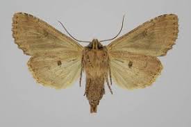 Attēlu rezultāti vaicājumam “Apamea epomidion”