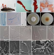 Attēlu rezultāti vaicājumam “Cordyceps polyarthra”