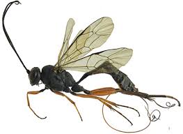 Attēlu rezultāti vaicājumam “Ichneumonidae”