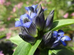 Attēlu rezultāti vaicājumam “Gentiana cruciata flower”