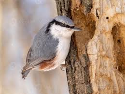 Image result for Sitta europaea