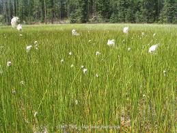 Attēlu rezultāti vaicājumam “Eriophorum gracile fruit”