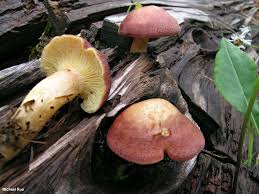Attēlu rezultāti vaicājumam “Tricholomopsis rutilans”