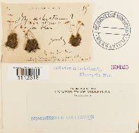 Attēlu rezultāti vaicājumam “Bryum amblyodon”