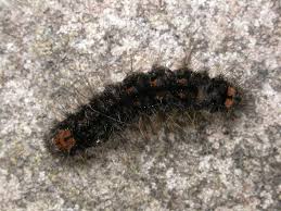 Attēlu rezultāti vaicājumam “Eilema griseola larva”