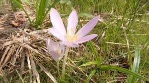 Image result for Herbstzeitlose